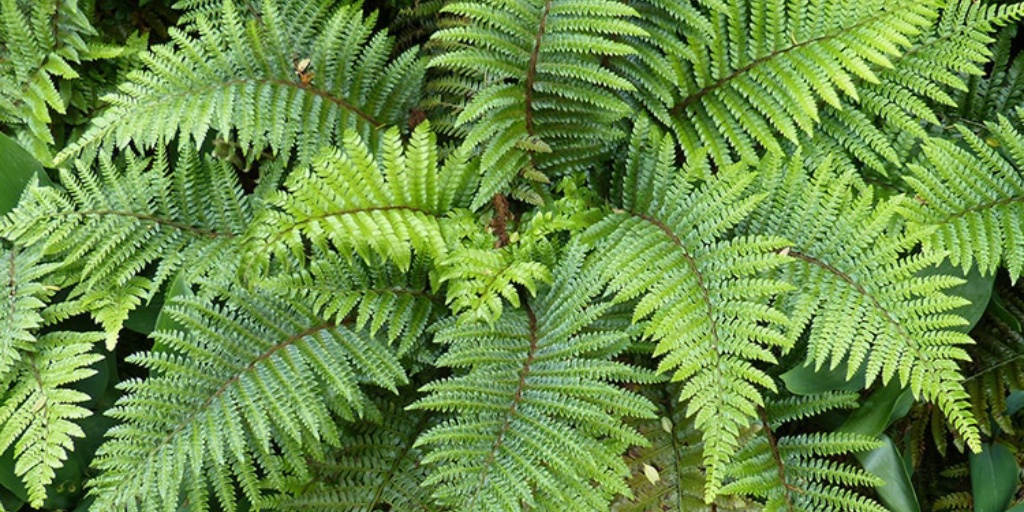 Hoo House Nursery - Polystichum polyblepharum